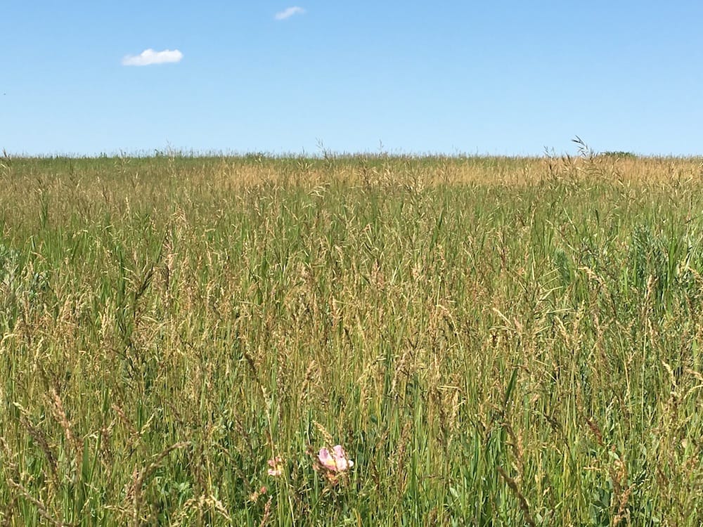 Prairie Grass