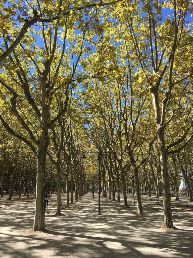 Orderly trees Montpellier