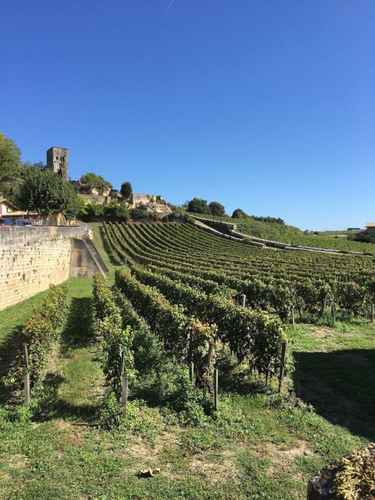 Saint Emilion vineyard