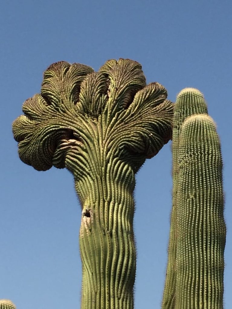 cactus Arizona