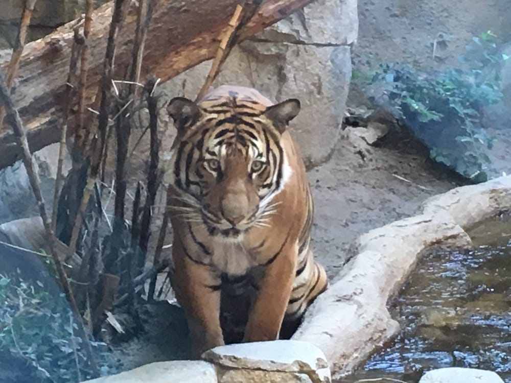 Tiger San Diego Zoo