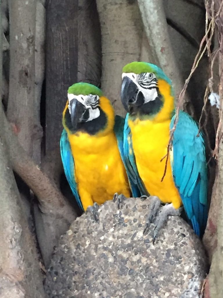 Birds Costa Rica